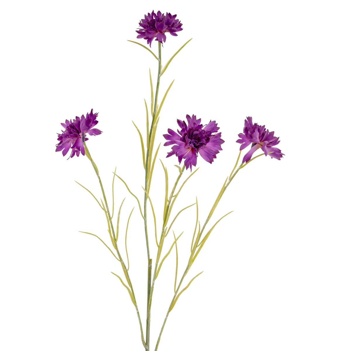 Purple Cornflower Stem - image 1