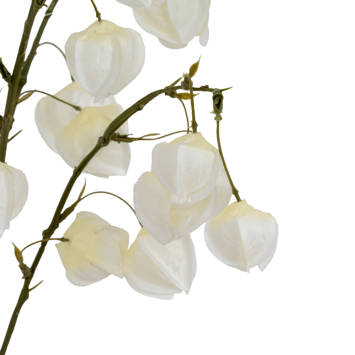 White Physalis Spray - image 4