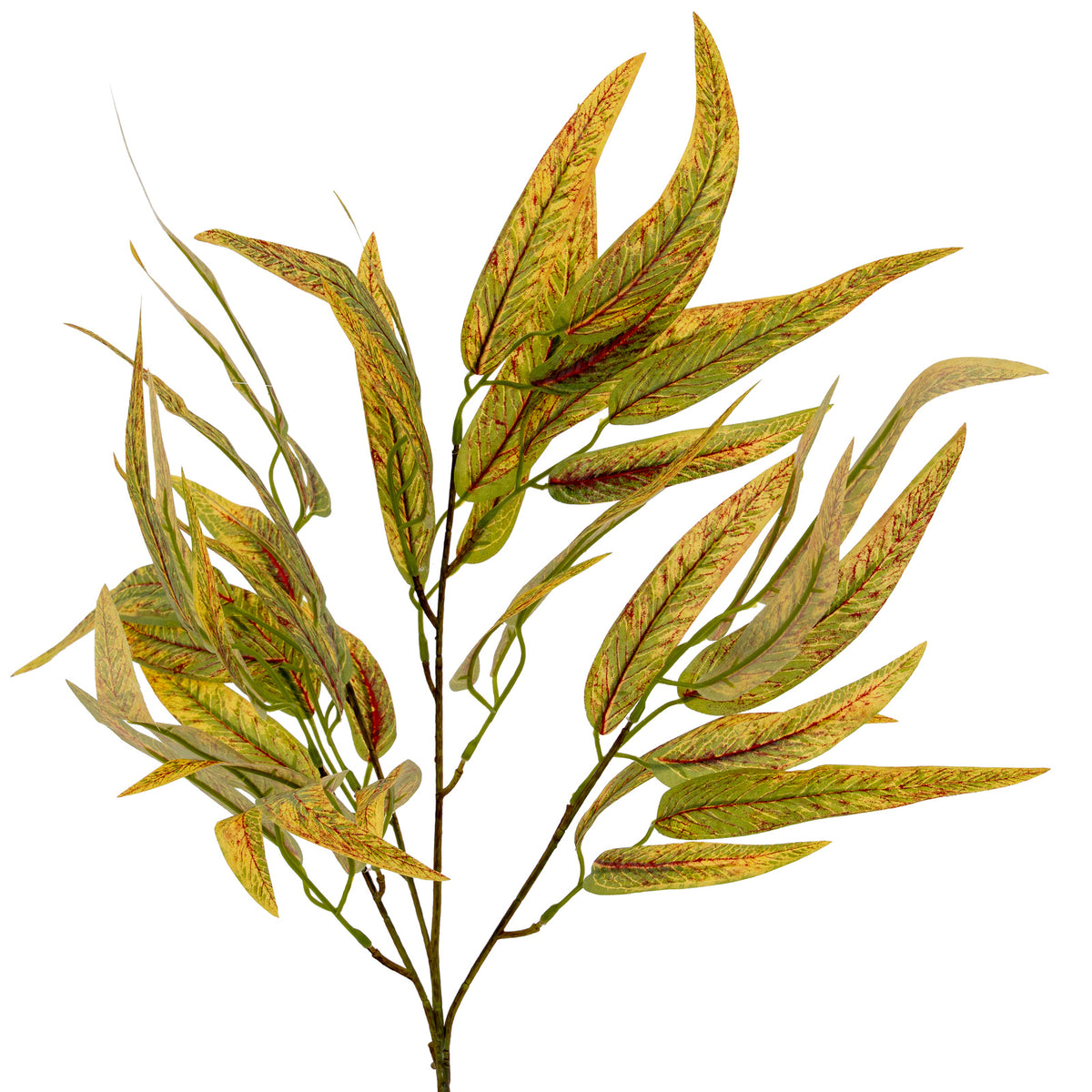 Variegated Long Leaf Eucalyptus Spray - image 2