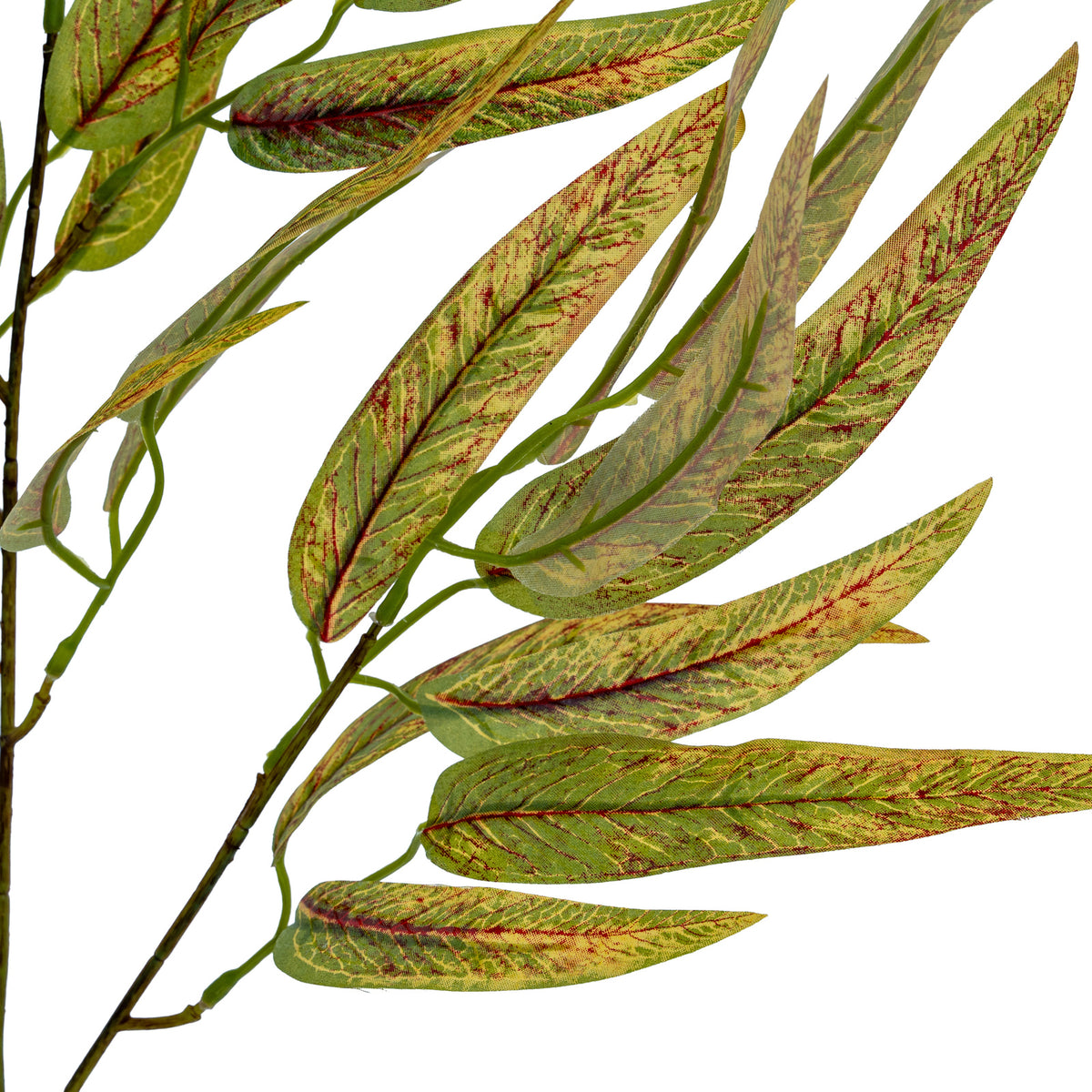 Variegated Long Leaf Eucalyptus Spray - image 4